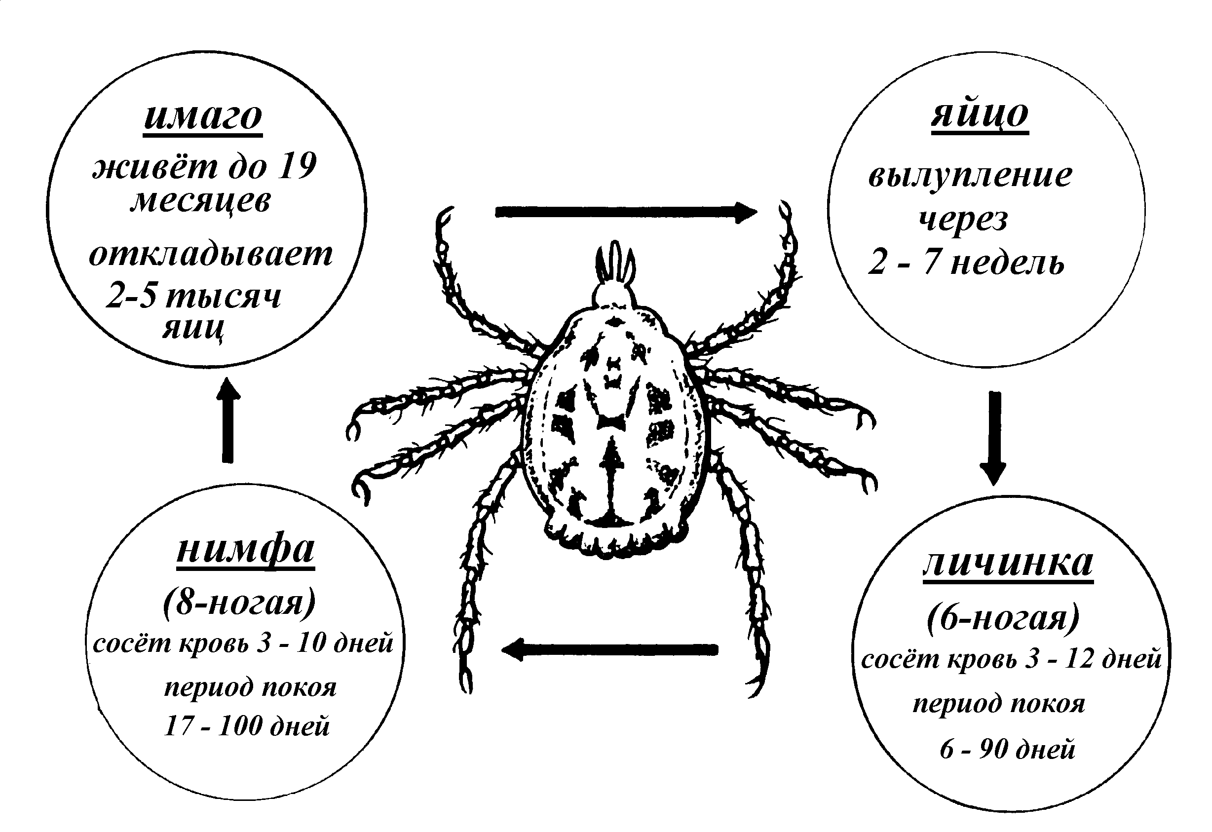 На фото описано строение клещей